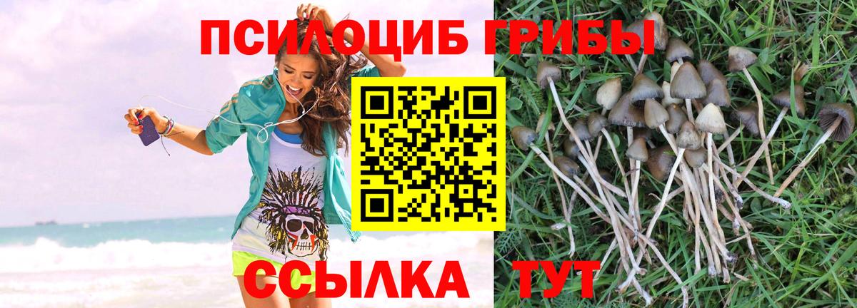 Луховицы  Галлюциногенные грибы Cubensis  Вход с VPN 
